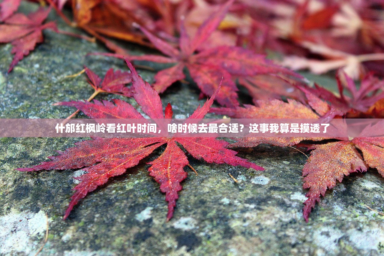 什邡红枫岭看红叶时间，啥时候去最合适？这事我算是摸透了