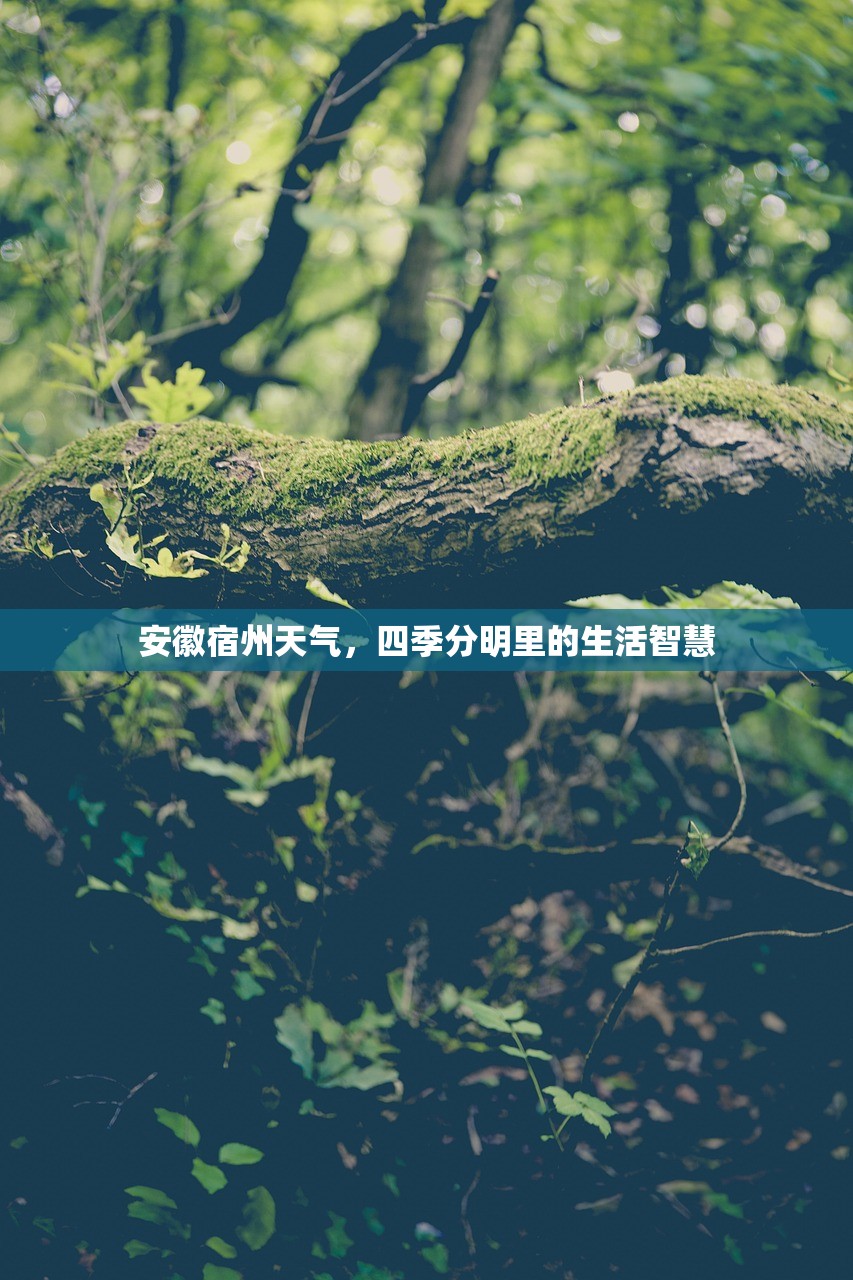 安徽宿州天气，四季分明里的生活智慧