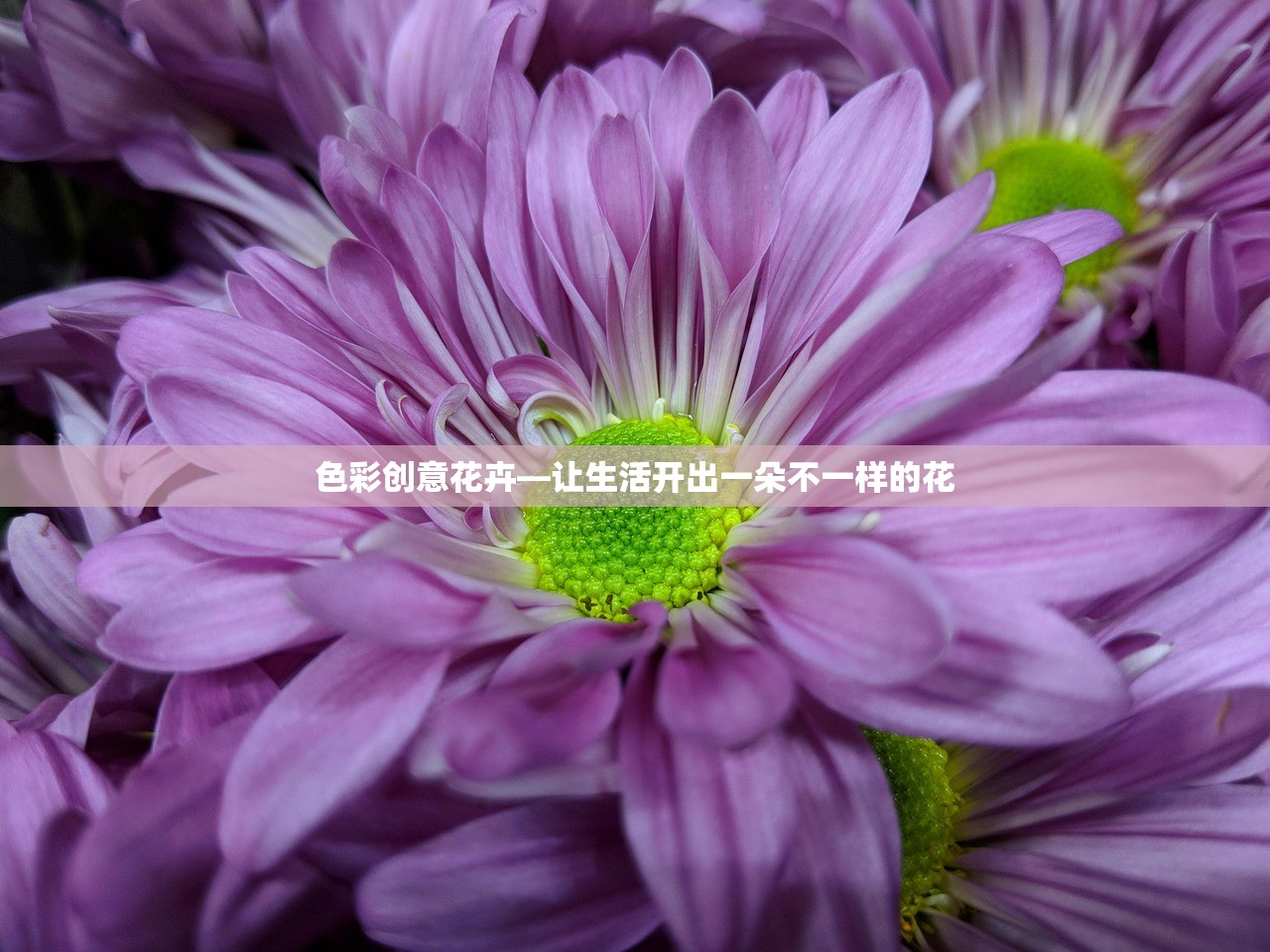 色彩创意花卉—让生活开出一朵不一样的花