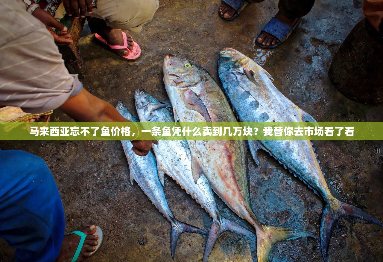 马来西亚忘不了鱼价格，一条鱼凭什么卖到几万块？我替你去市场看了看