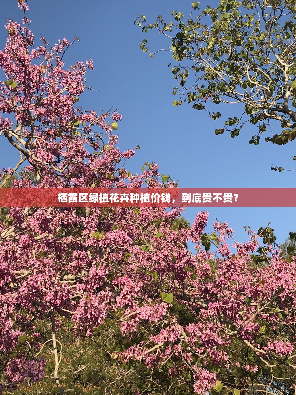 栖霞区绿植花卉种植价钱，到底贵不贵？