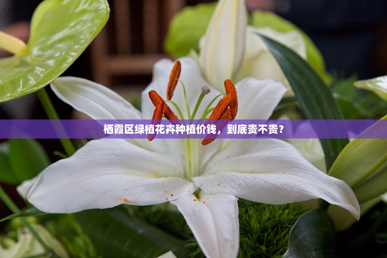 栖霞区绿植花卉种植价钱，到底贵不贵？