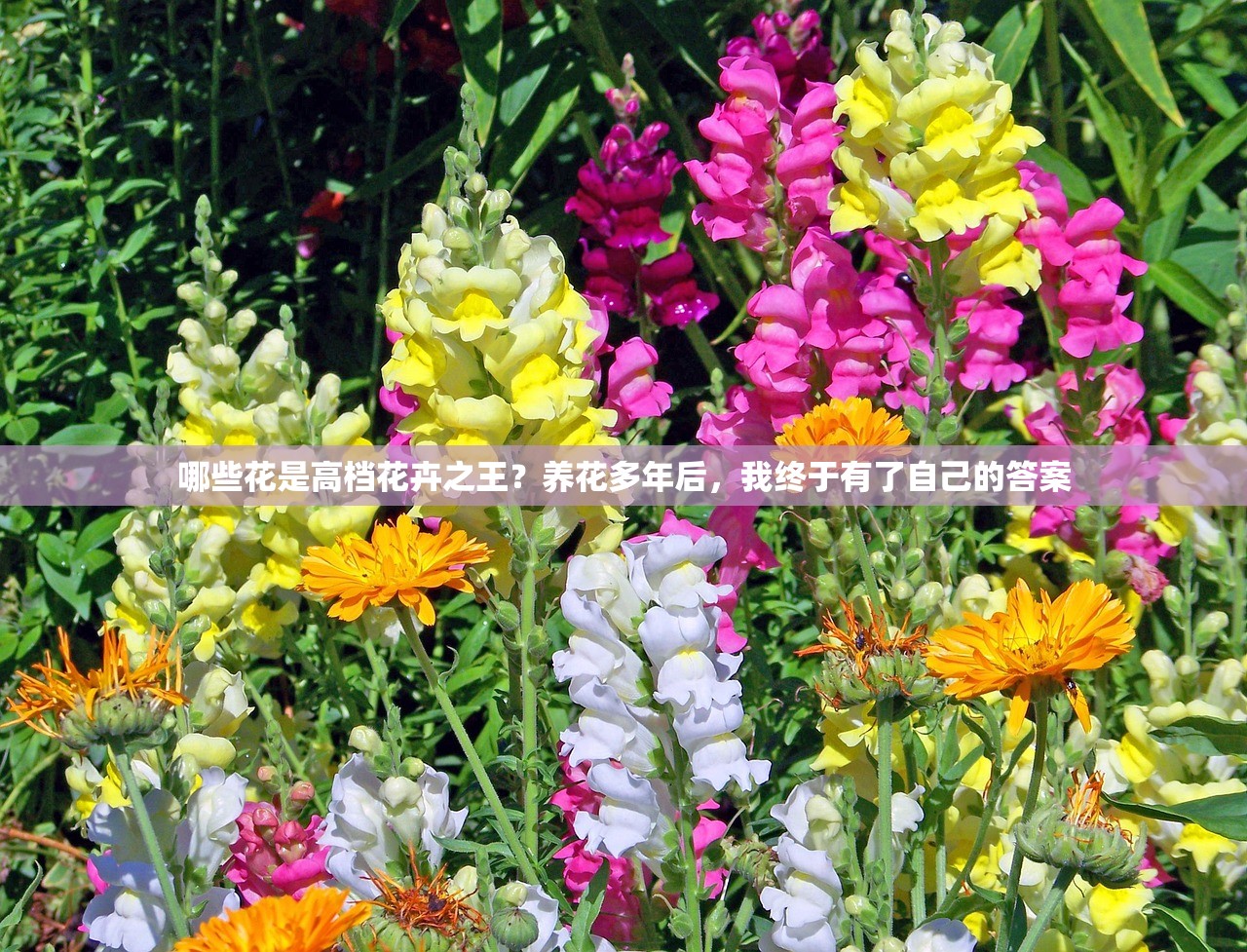 哪些花是高档花卉之王？养花多年后，我终于有了自己的答案